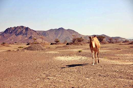 哈塔的野骆驼Offroad_camel